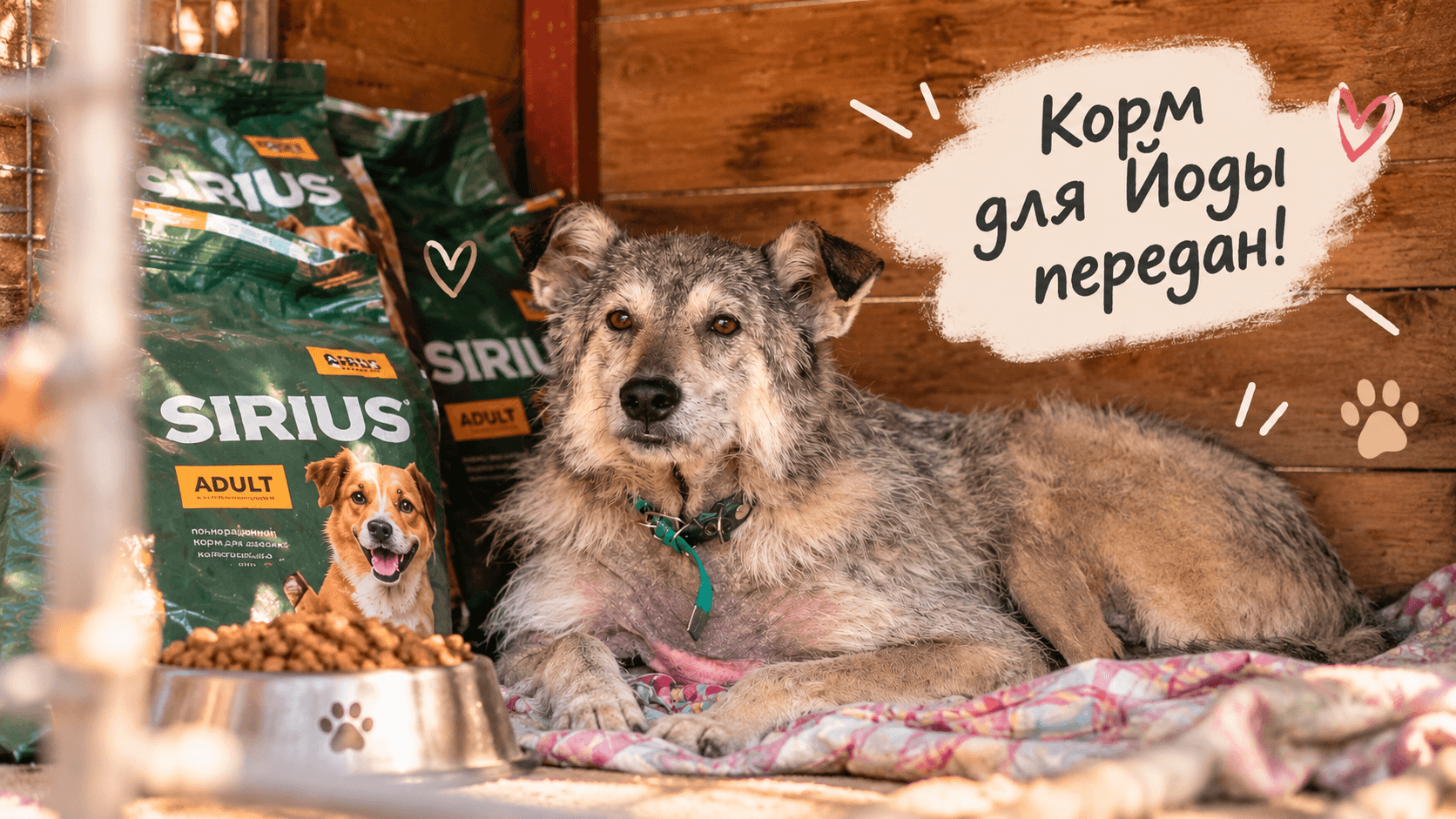 Йода получила лечебный корм: история пожилой собаки, которая всё ещё ждёт дом