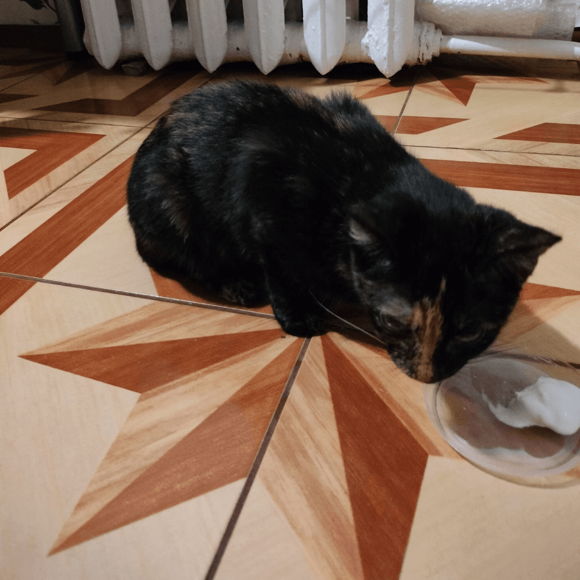 Кошка