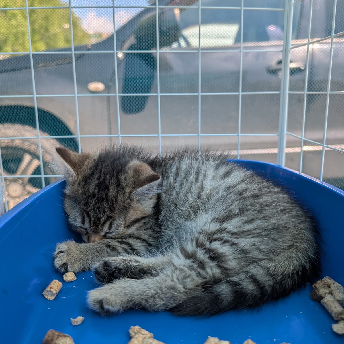 Котенок