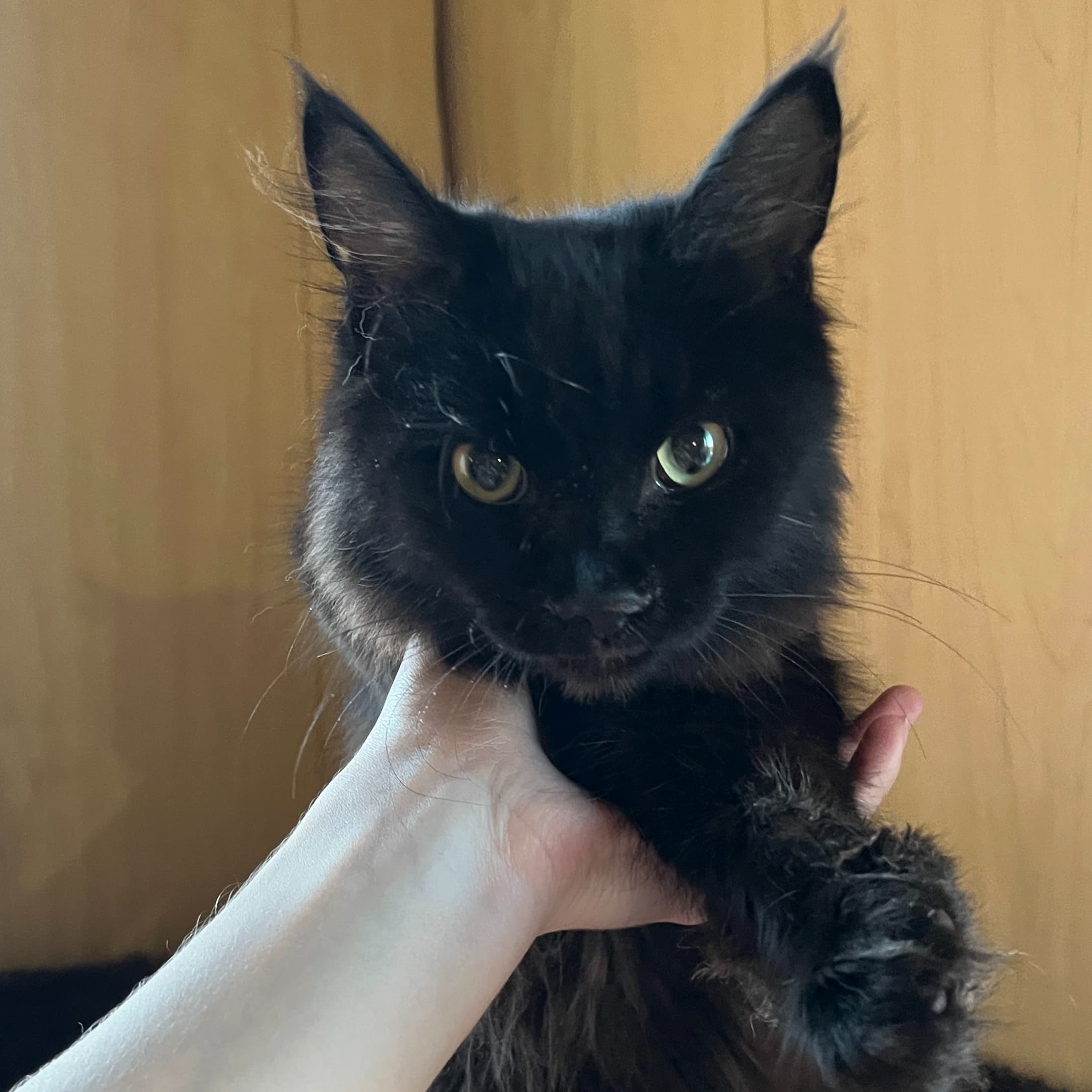 Колин