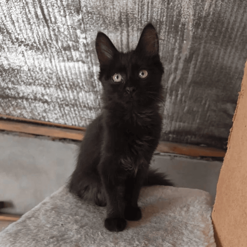 Котёнок