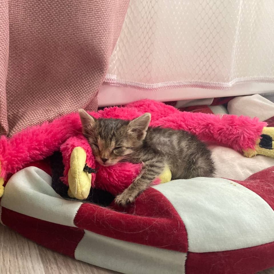 Кузьминишна — кошка ищет дом в Томске