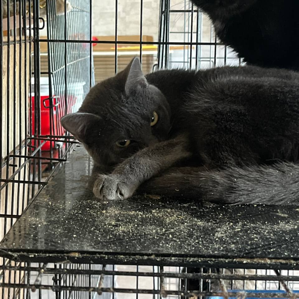 С1 котёнок