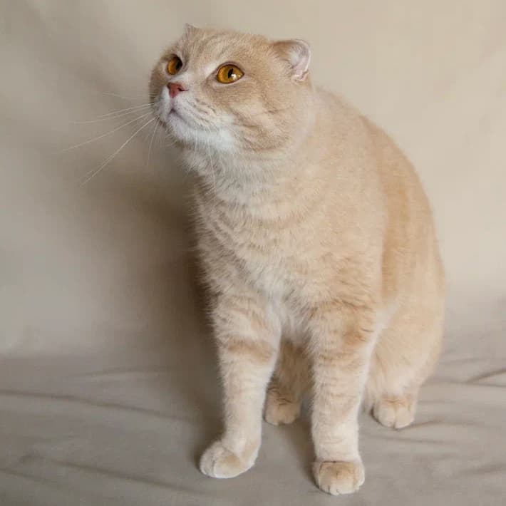 Лео - фото 5
