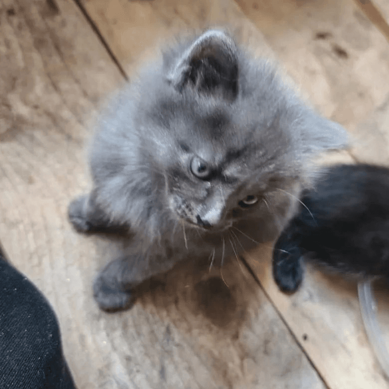 Котёнок
