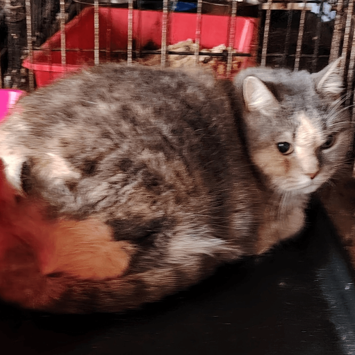 Кошка