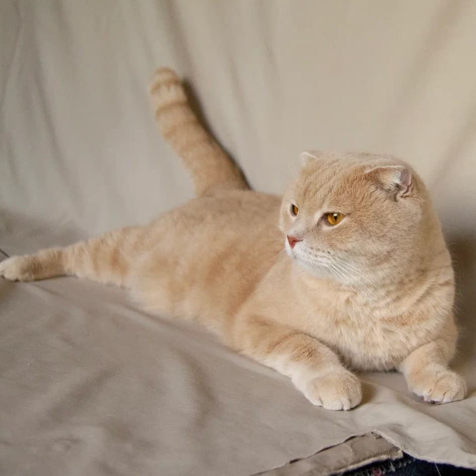 Лео - фото 4