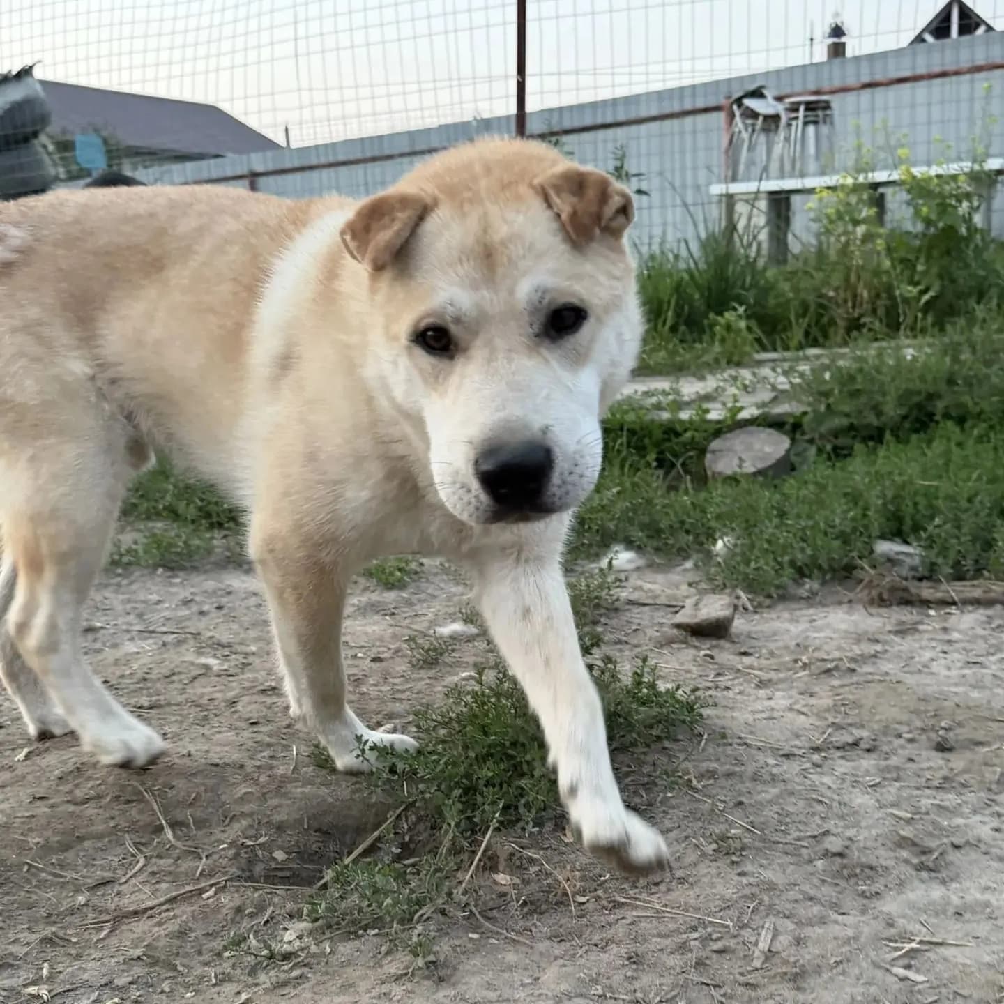 Данька