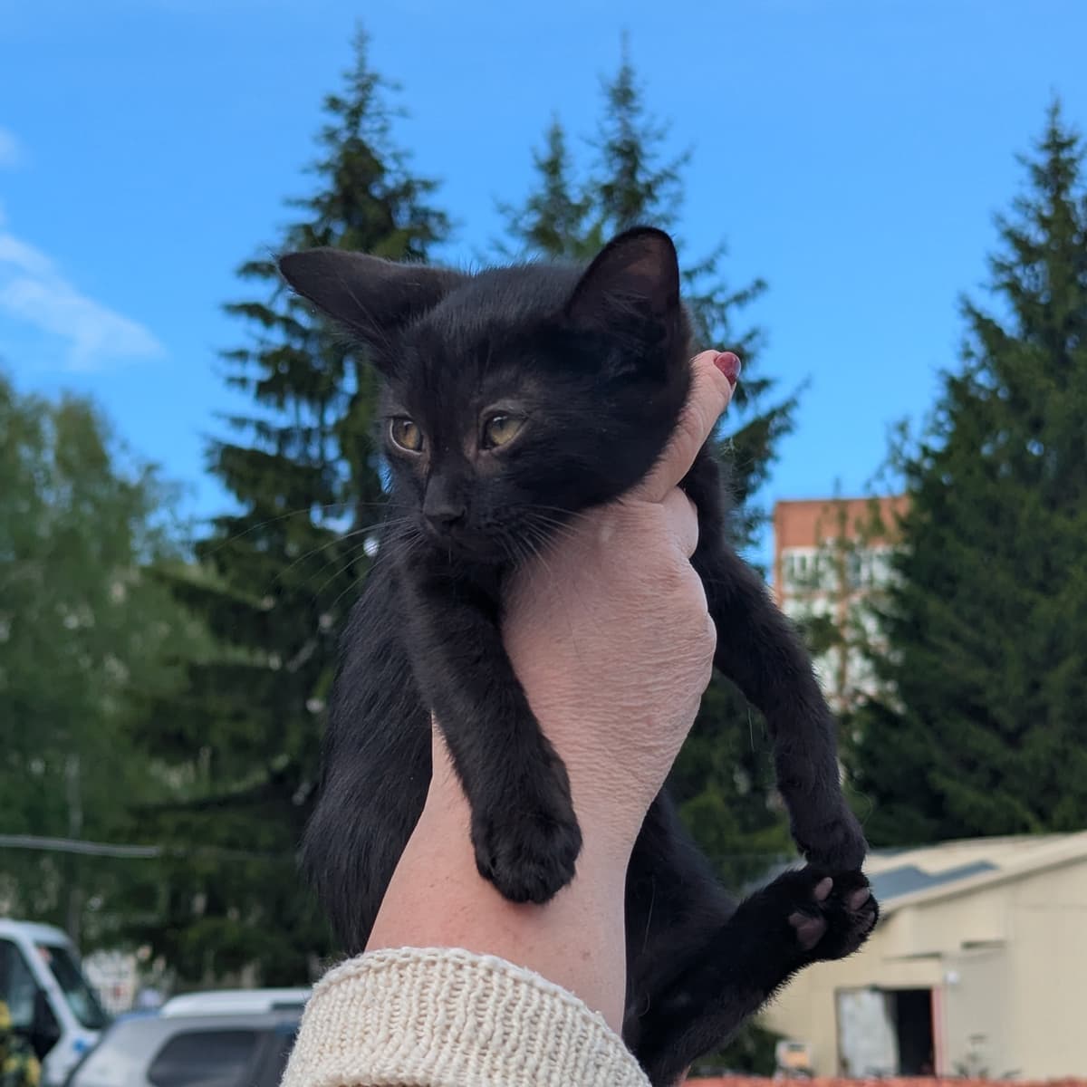 Котёнок - фото 3