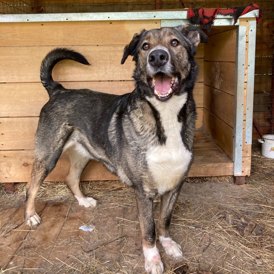 Джим - фото 2