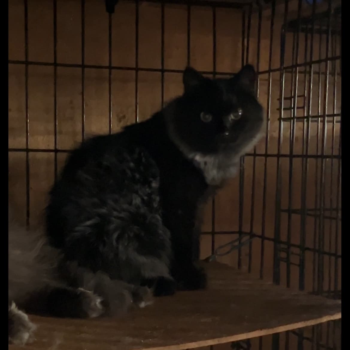 Кот из мешка 1