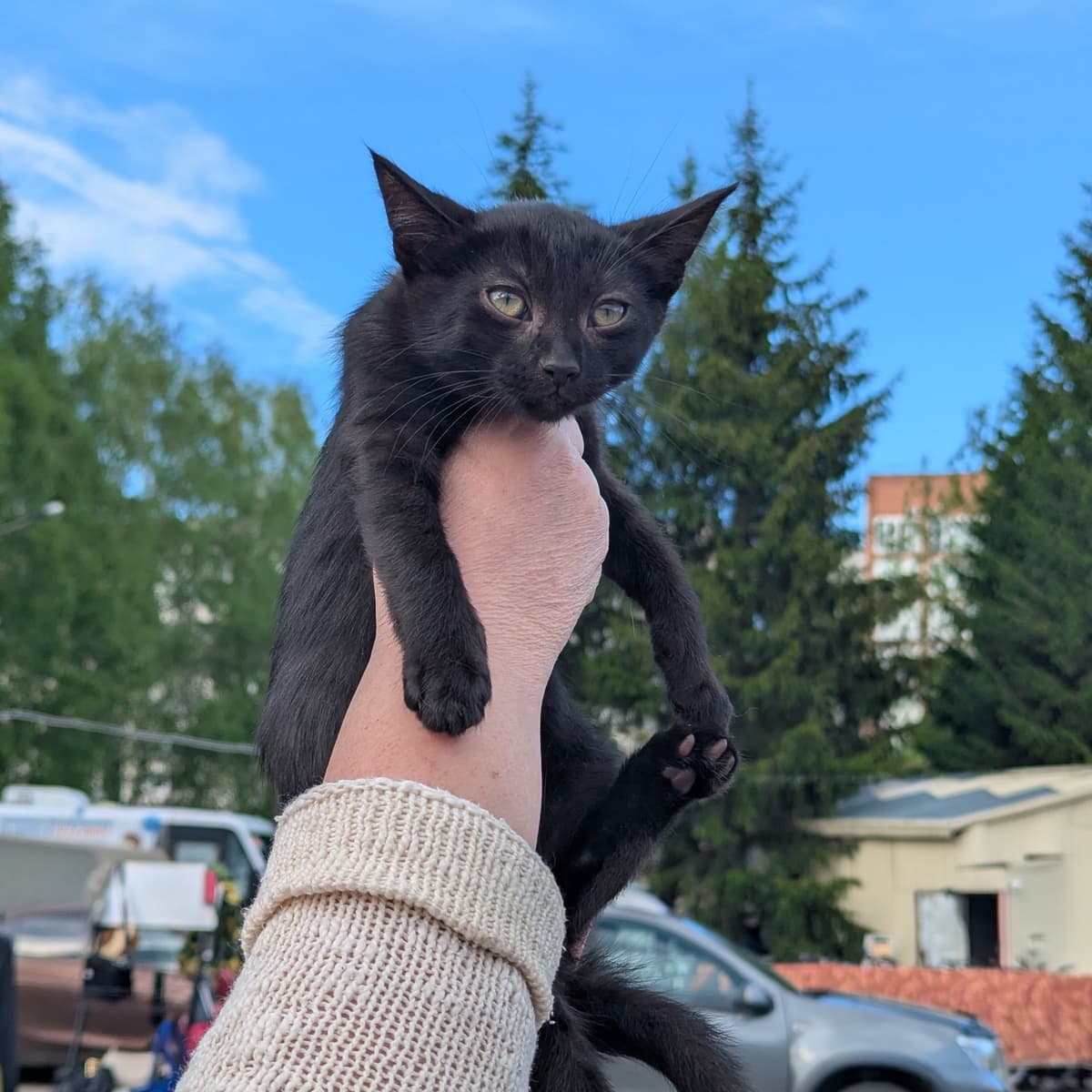 Котёнок - фото 2