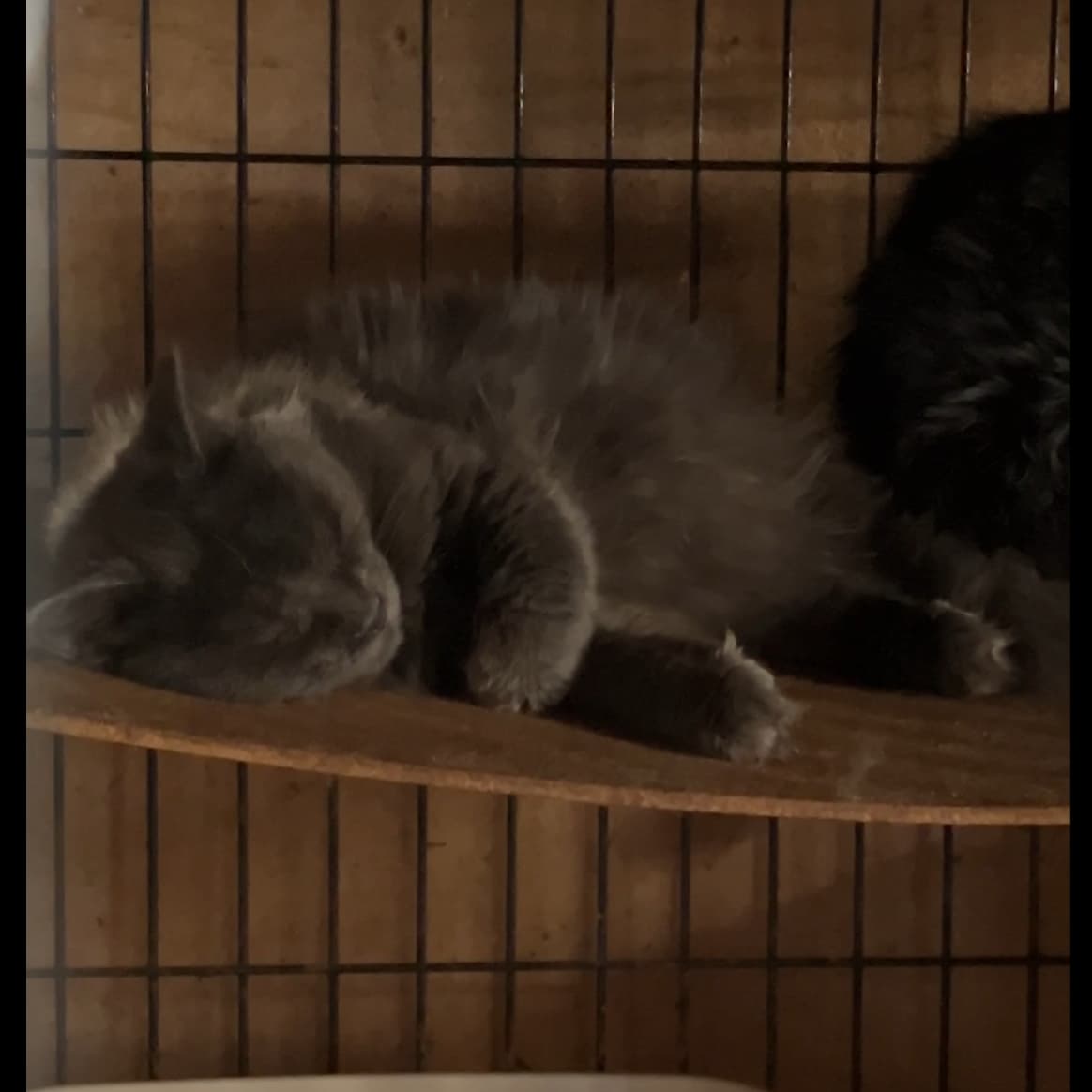 Кот из мешка 2