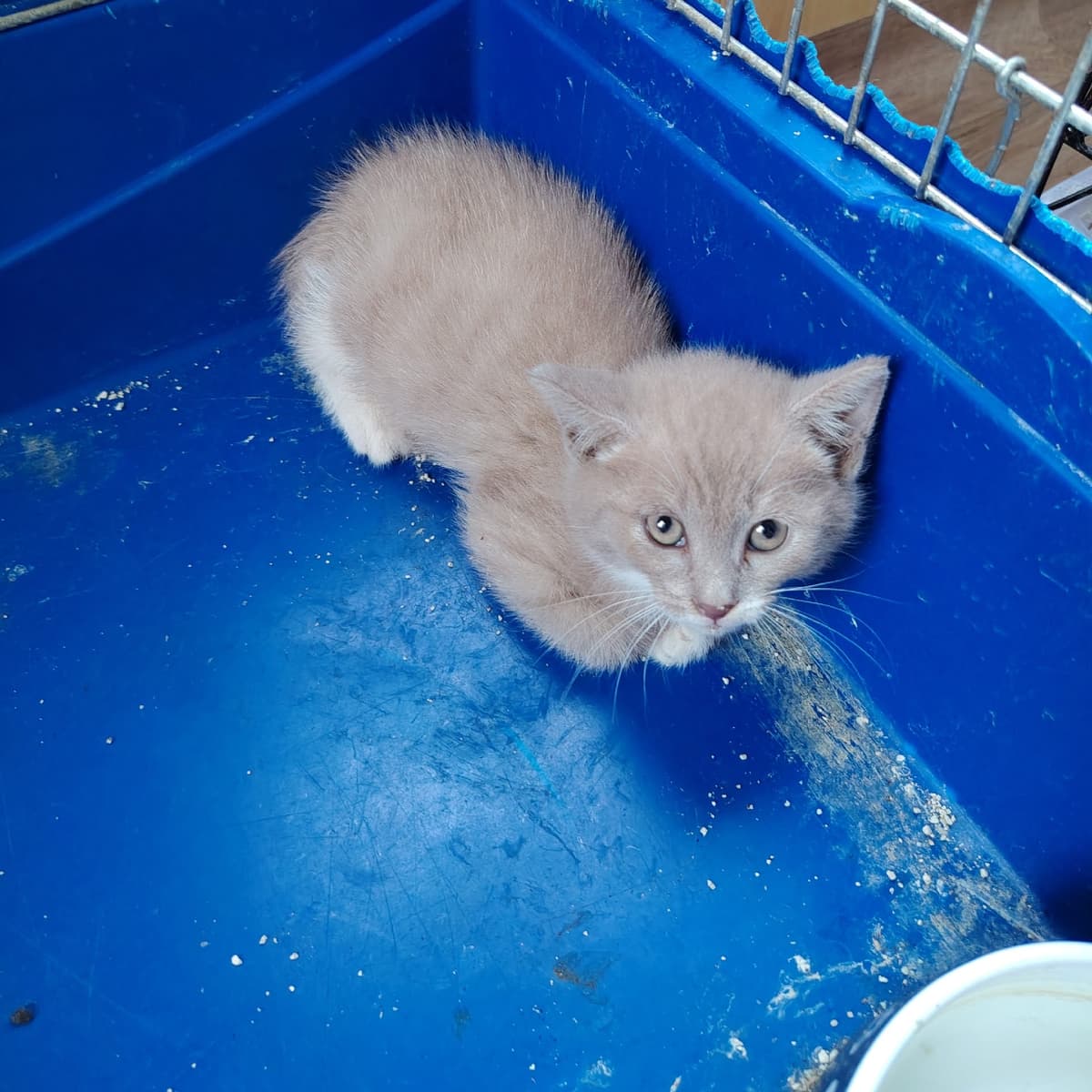 Котёнок