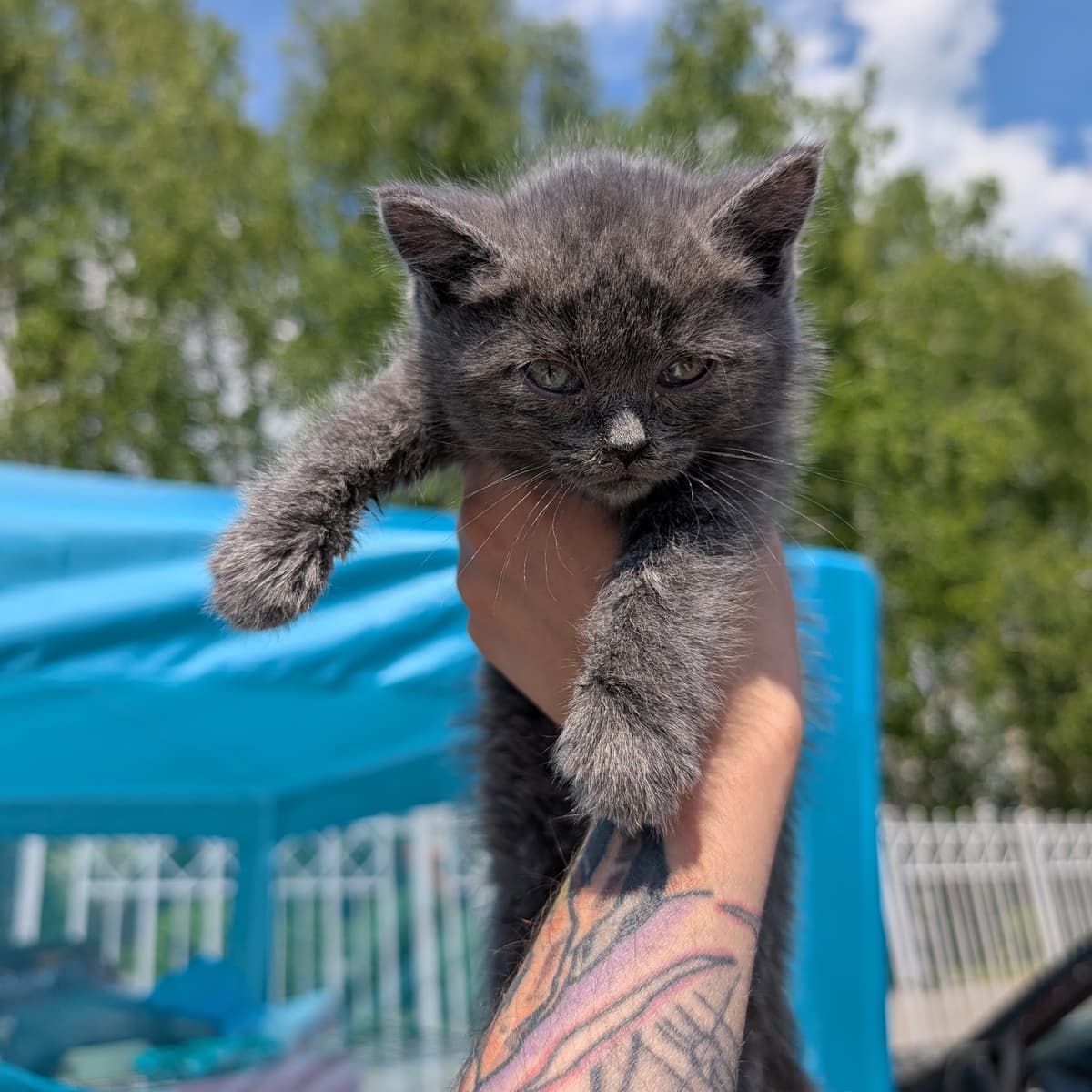 Котенок