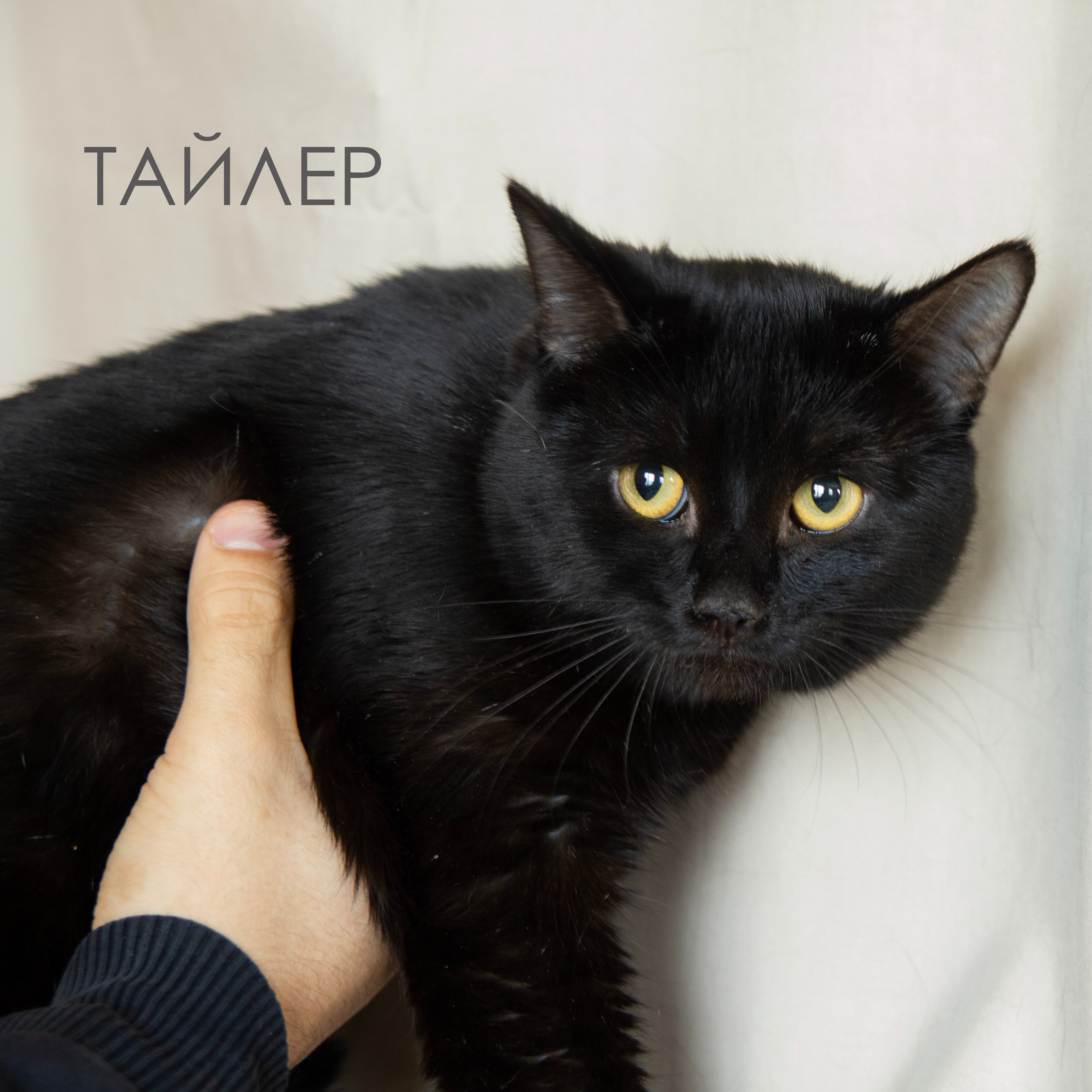 Тайлер — кот ищет дом в Томске