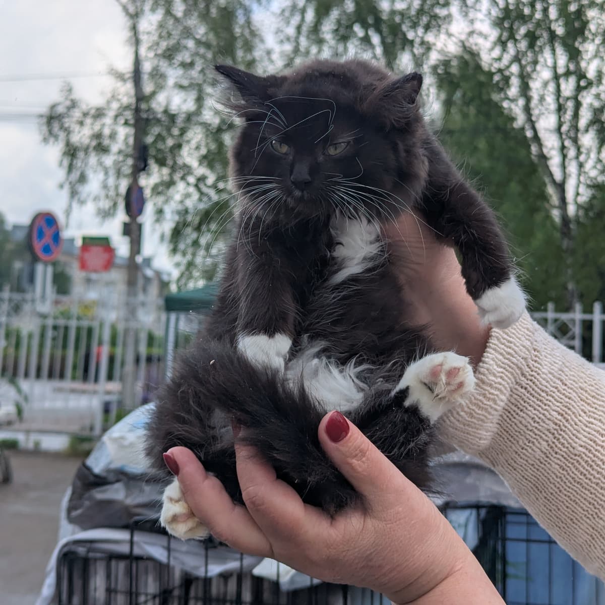 Котёнок