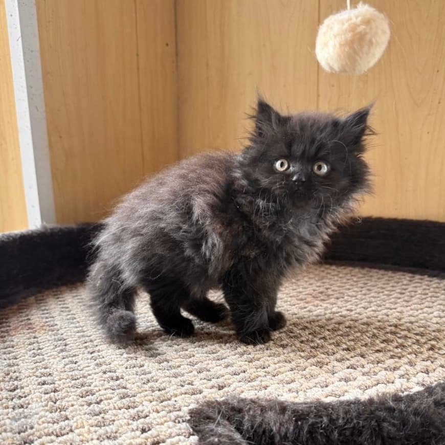 Котёнок