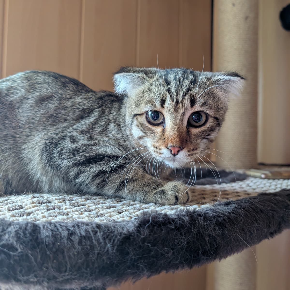 Без имени