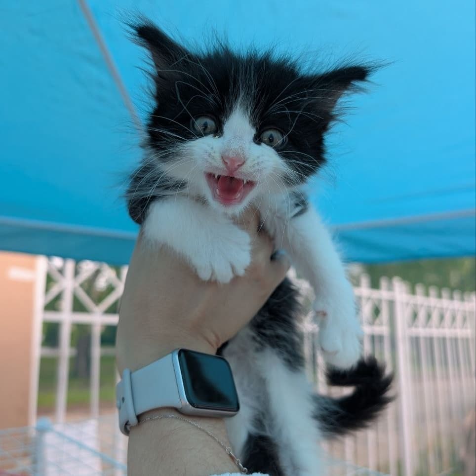 Котенок