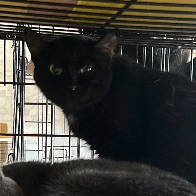 С2 котёнок