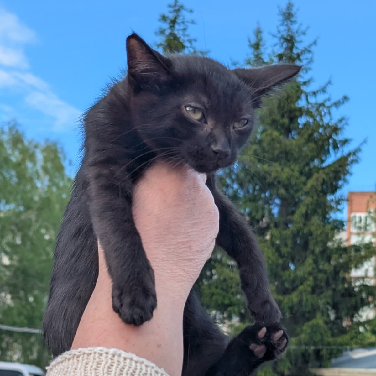 Котёнок