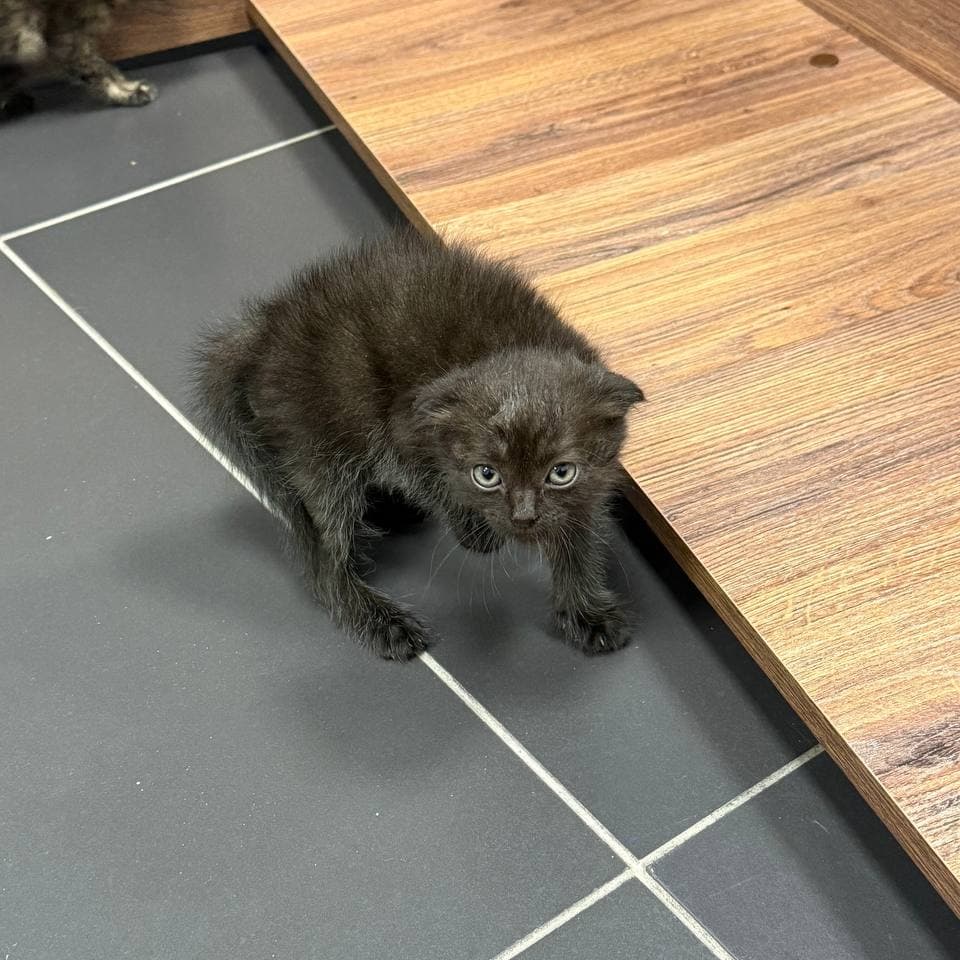 Котенок