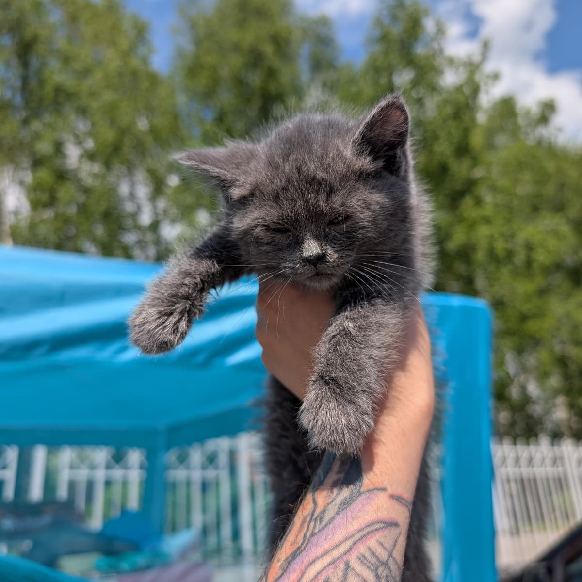 Котенок - фото 2