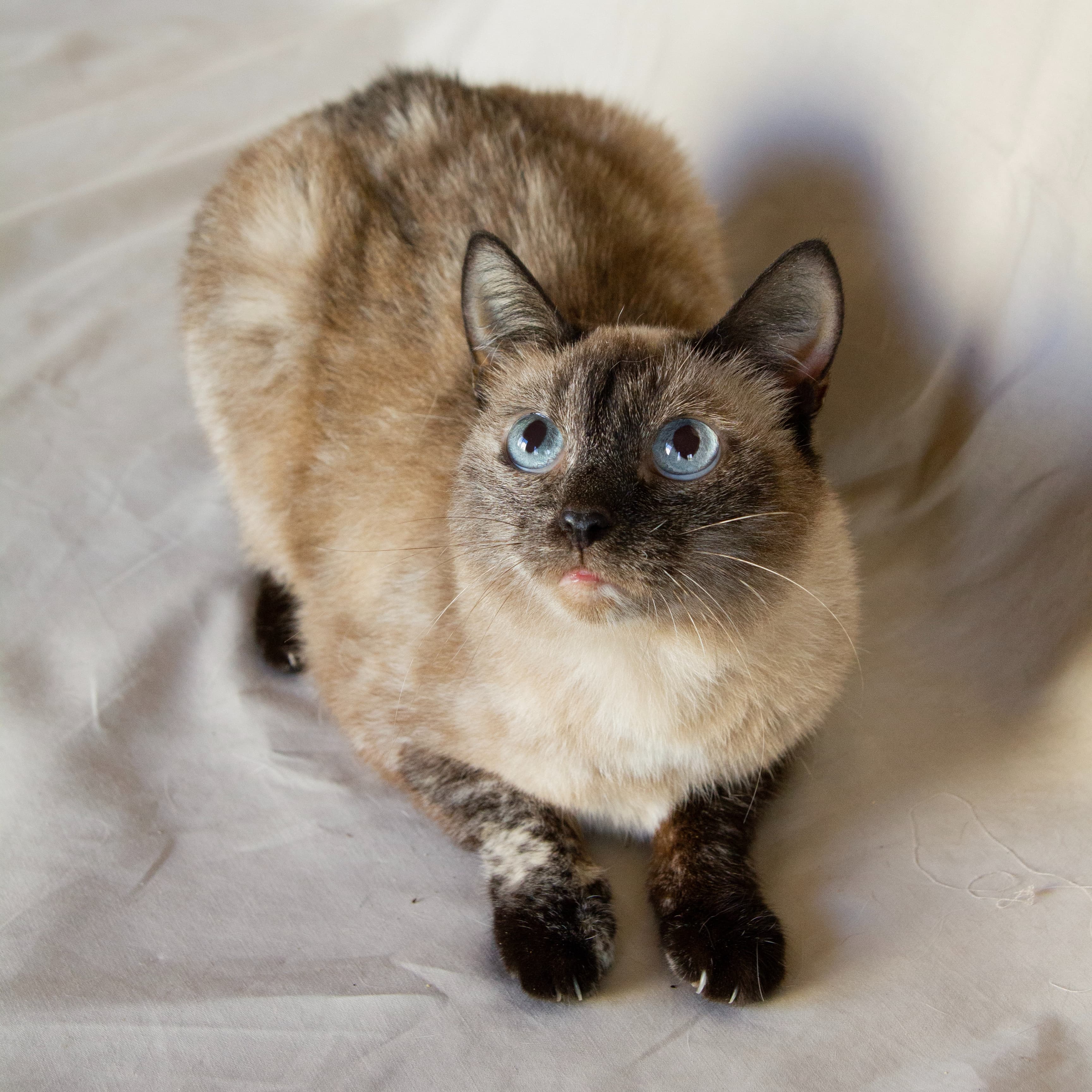 Мокка