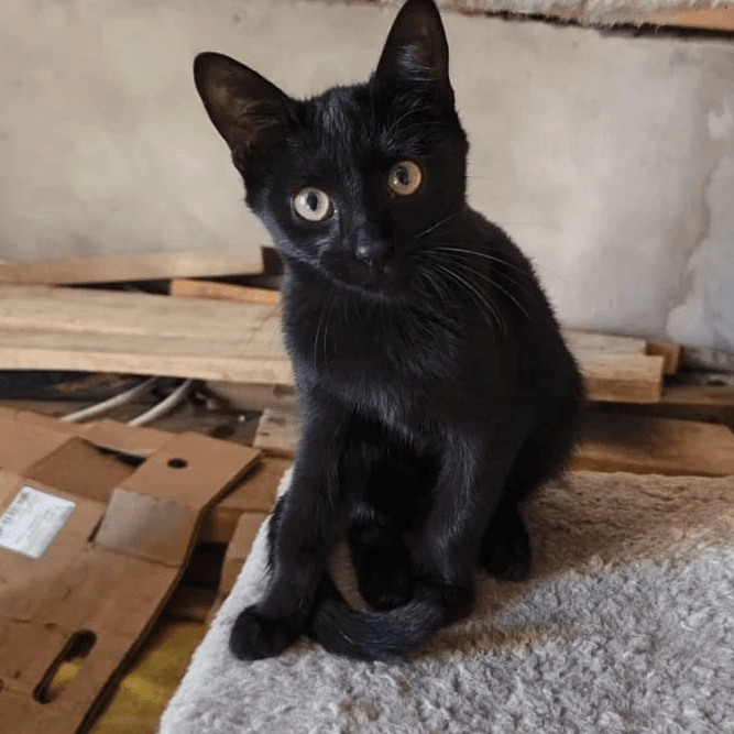 Котёнок