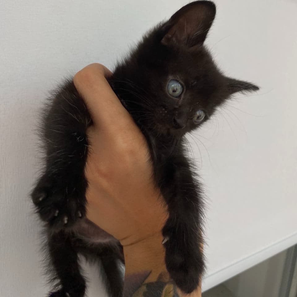 Софи