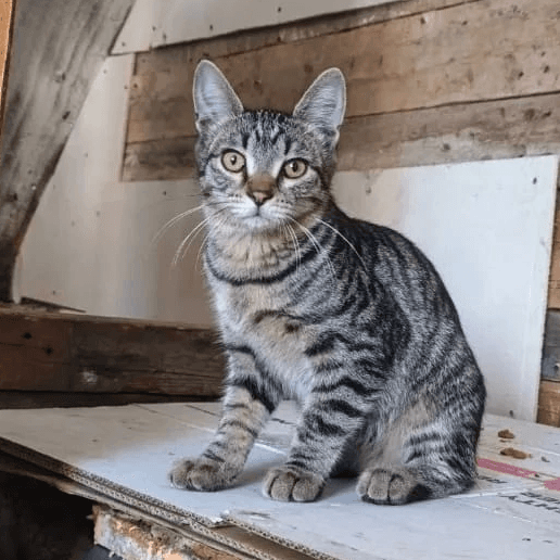 Котёнок