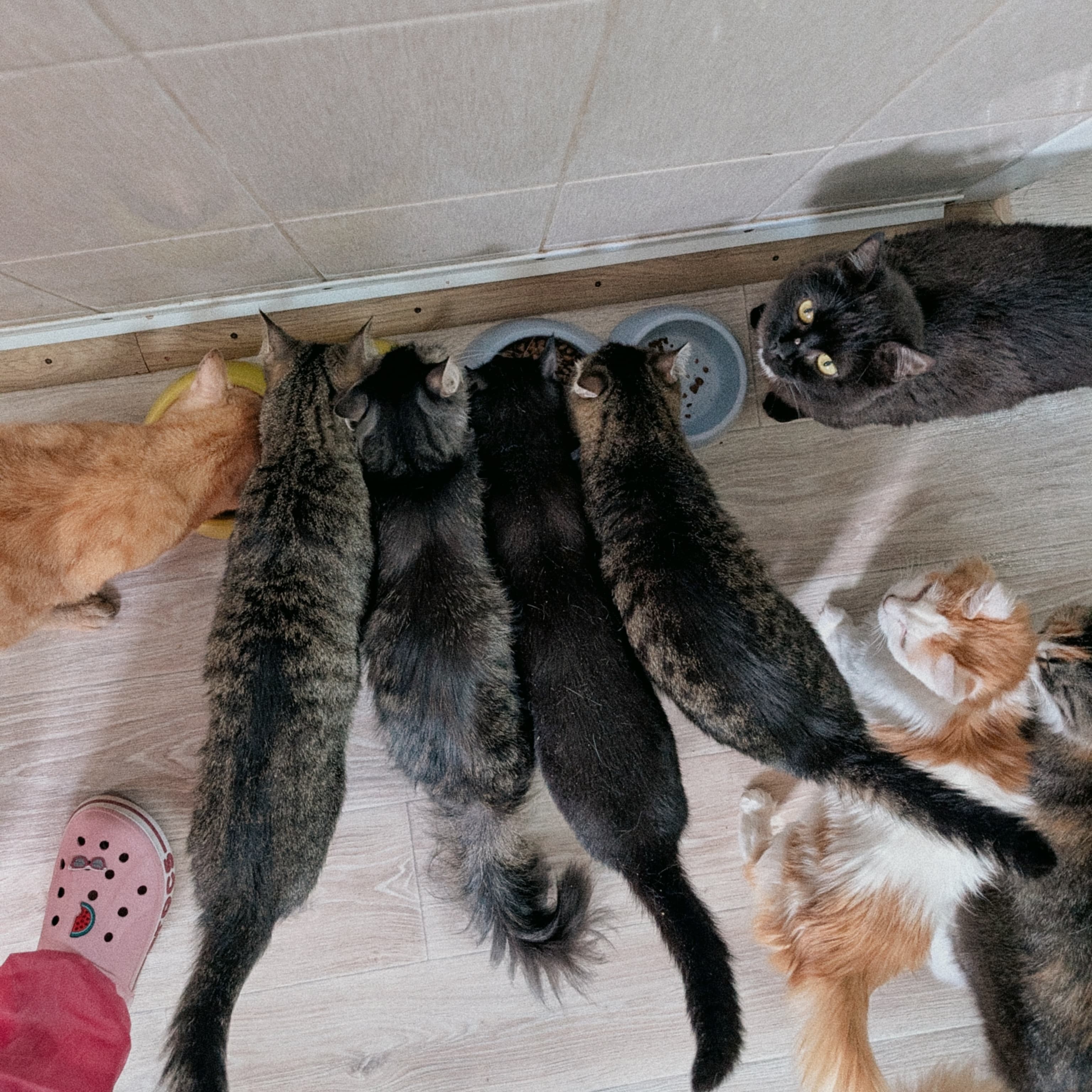 Корм для кошек на 1 месяц