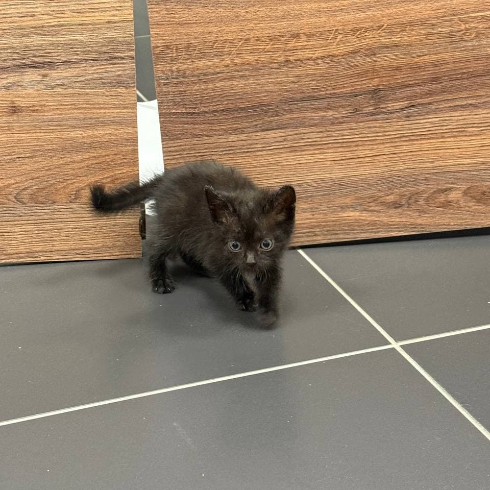Котенок