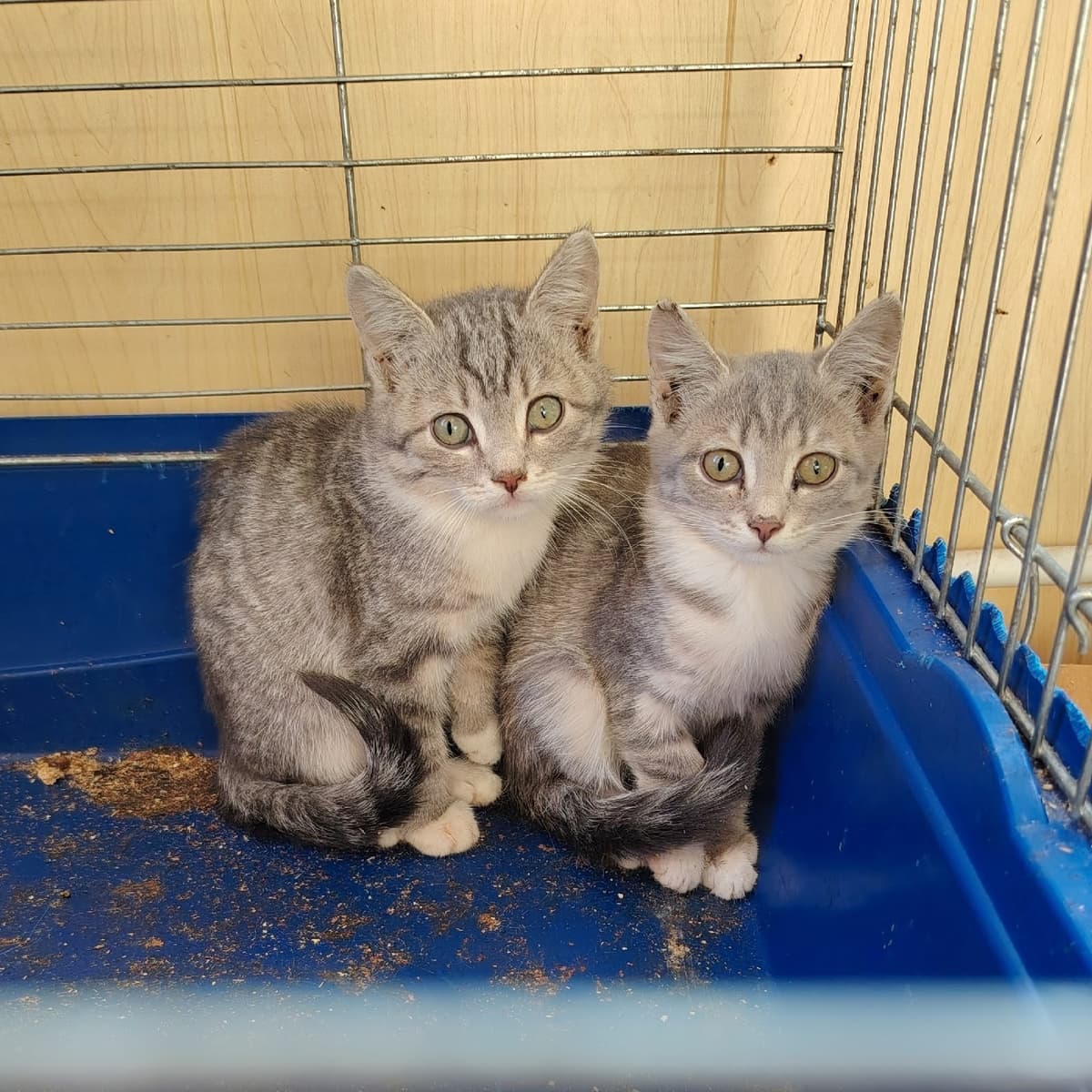 Котёнок
