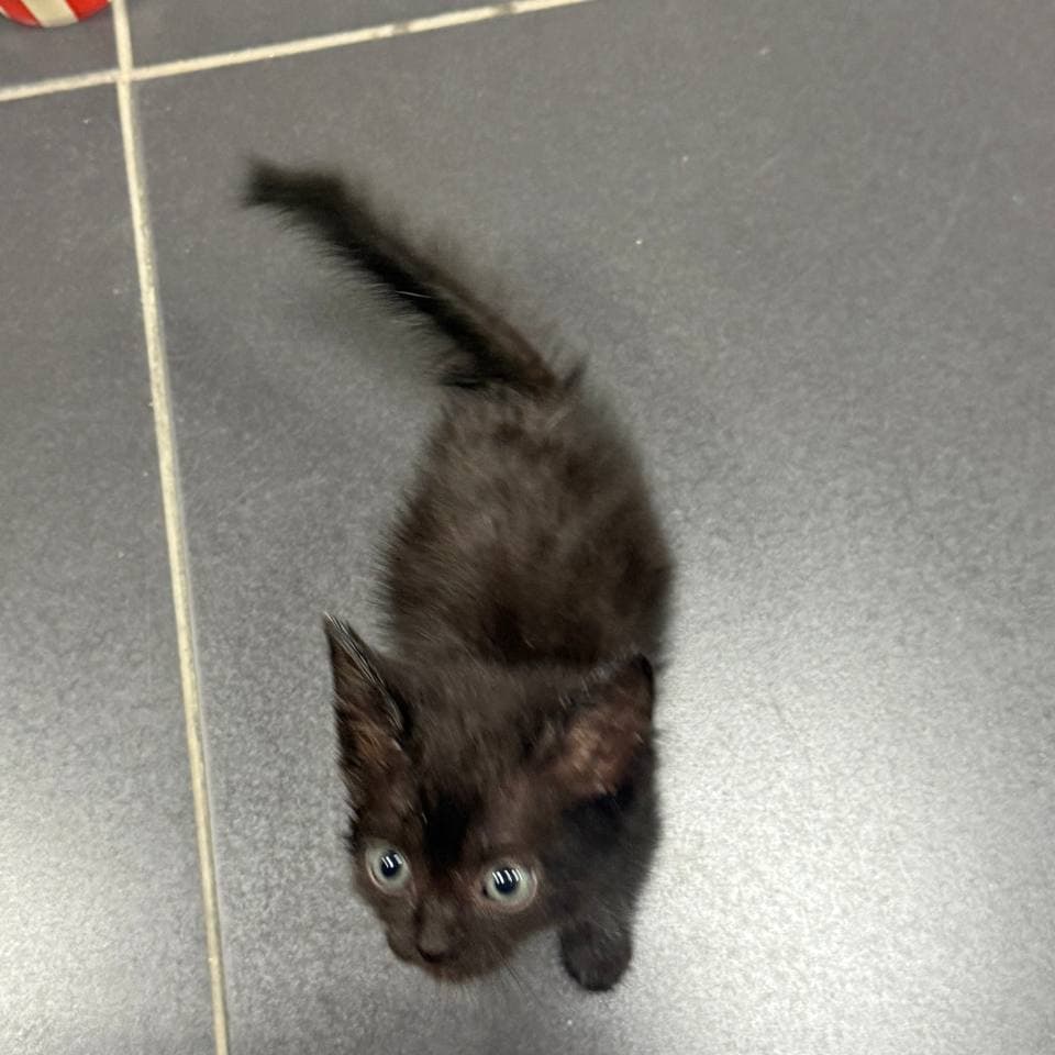 Котенок - фото 2