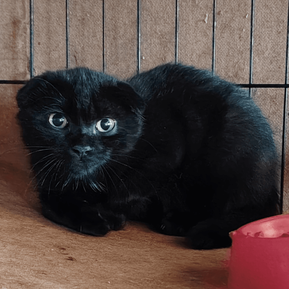 Кот