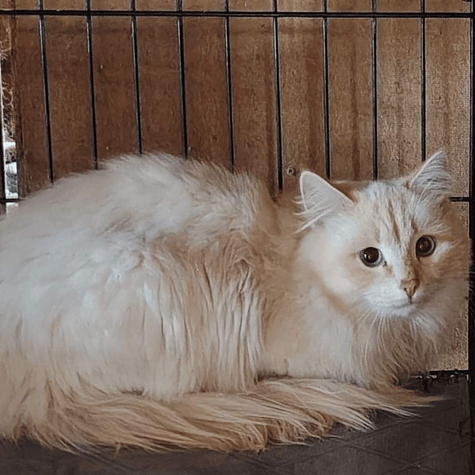 Кот