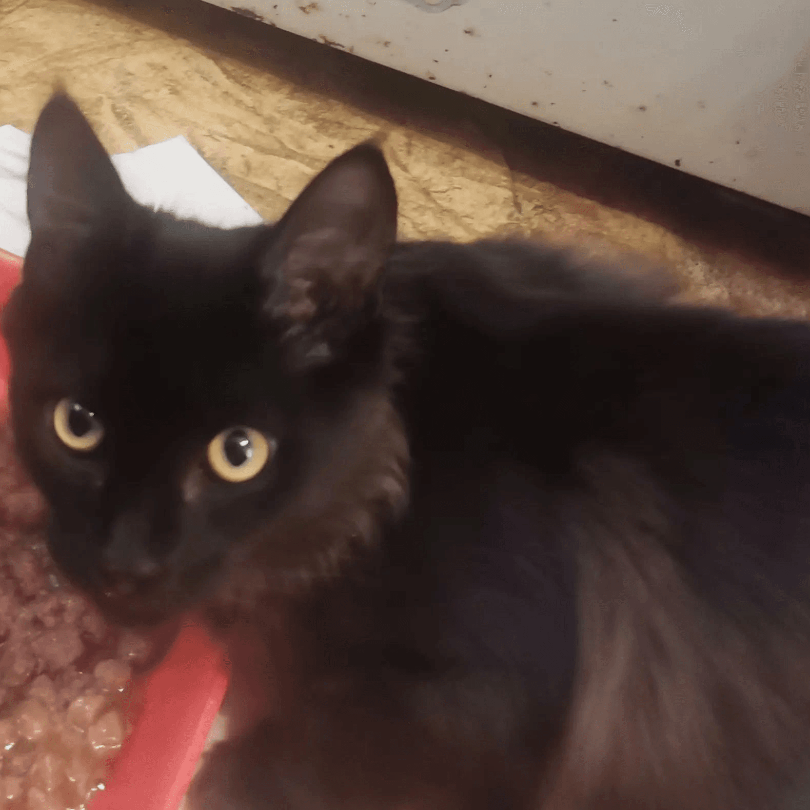 Котёнок