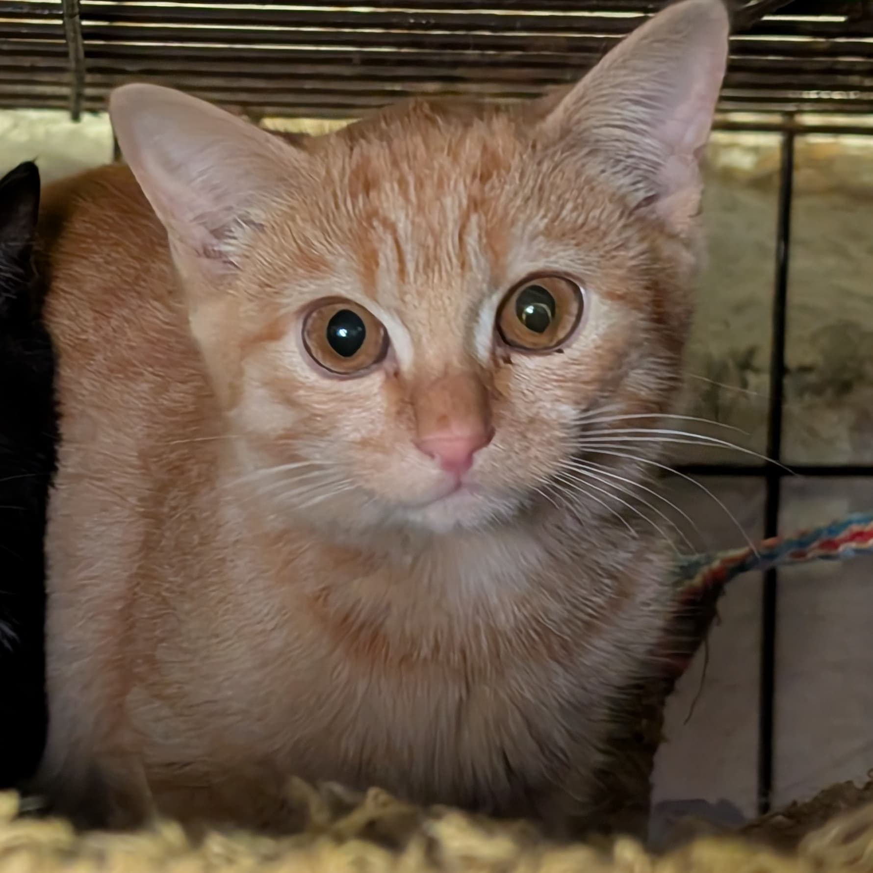Котенок