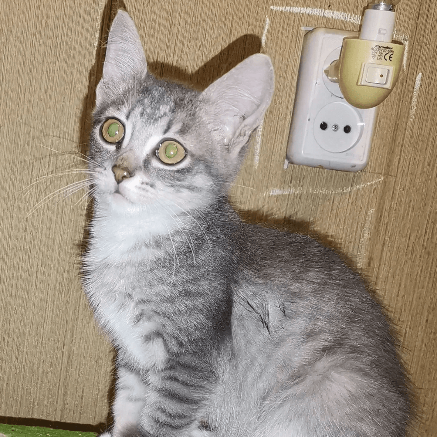 Котёнок