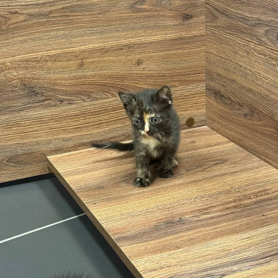 Котенок
