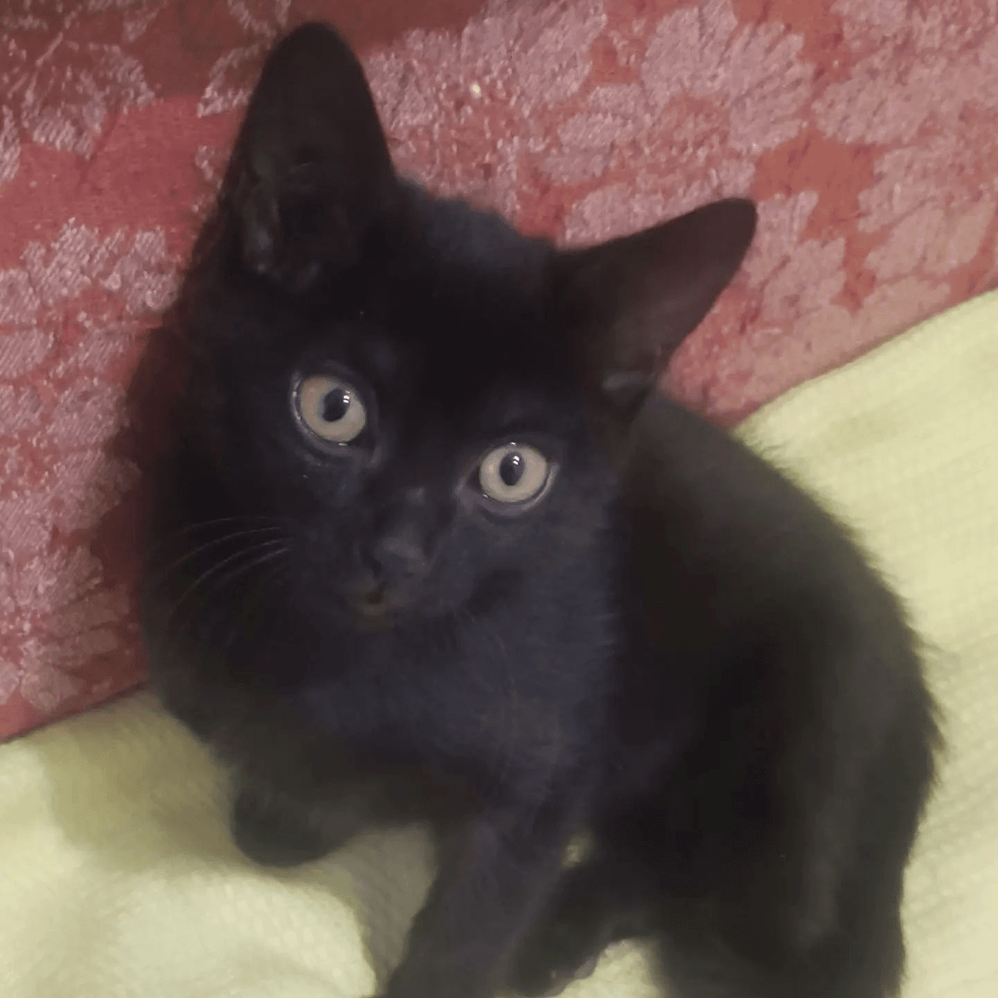 Котёнок