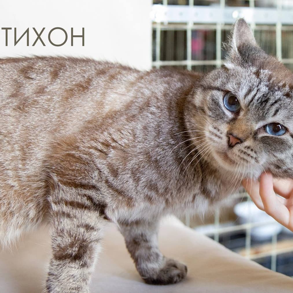 Тихон