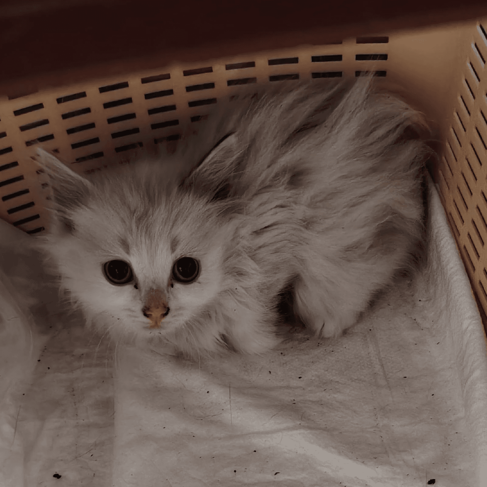 Котёнок