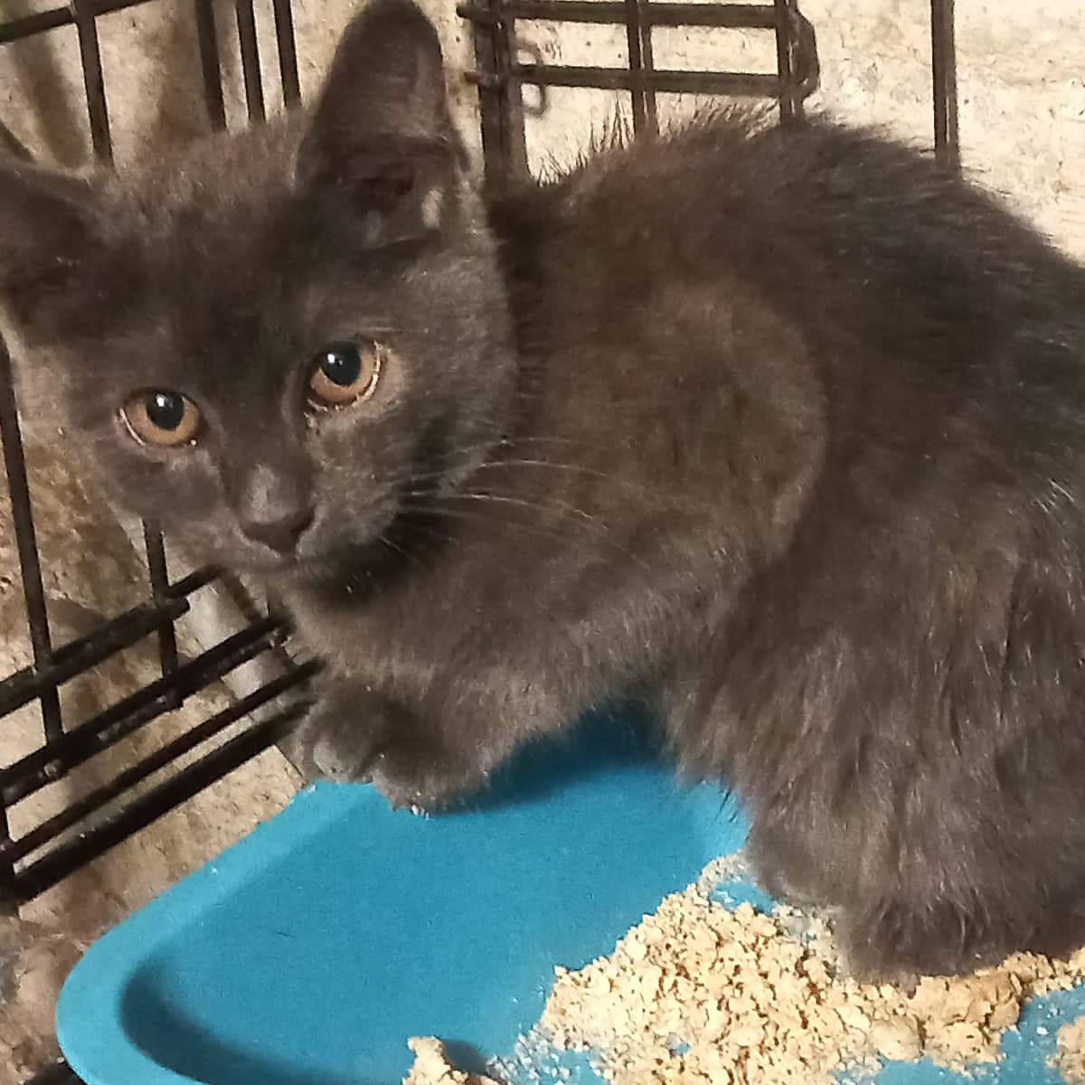 Котенок
