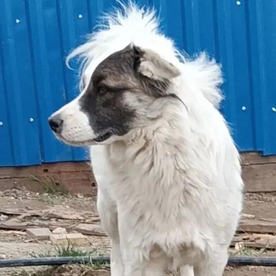 Каспер