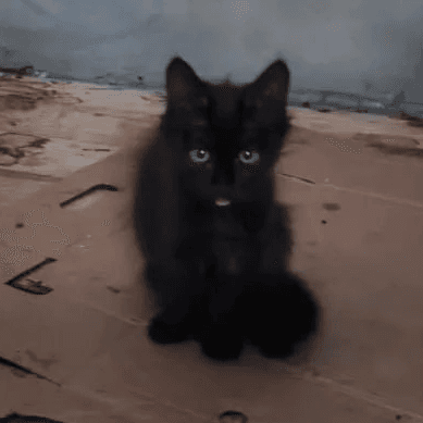 Котёнок