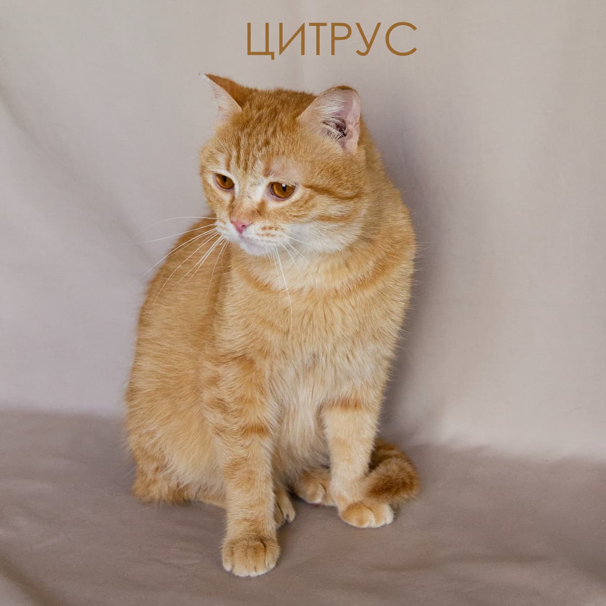 Цитрус
