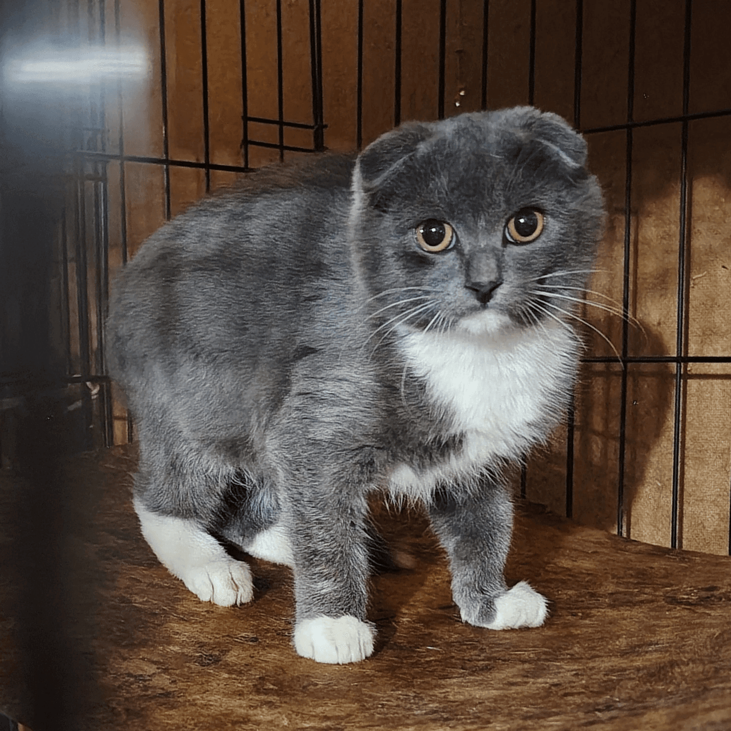 Котёнок